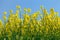 Detail of flowering rapeseed canola or colza field