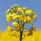 Detail flowering rapeseed canola or colza field in latin Brassica Napus, plant for green energy and oil industry, seed on