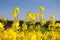 Detail of flowering rapeseed field, canola or colza