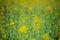 Detail of flowering rapeseed field, canola or colza Brassica Napus/ Plant for green energy and oil industry. Source of vegetable