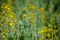 Detail of flowering rapeseed field, canola or colza Brassica Napus/ Plant for green energy and oil industry. Source of vegetable