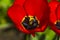 Detail of flowering red tulip