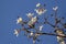 Detail of a flowering white ipe.