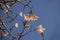 Detail of a flowering white ipe.