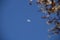 Detail of flowering white ipe with moon.