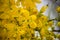 Detail of the flowers of Cassia fistulaGolden Shower tree