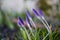 Detail of a flowers Crocus tommasinianus