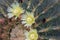 Detail flowers ferocactus glaucescens blue barrel
