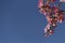 Detail of the flowers of a flowering tree.