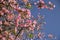 Detail of the flowers of a flowering tree.