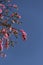 Detail of the flowers of a flowering tree.