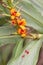 Detail of flowers and fruits of Canna plant