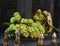 Detail of flowers and golden elephant at the temple of the sacred tooth relic