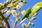 Detail of the flowers of the Madrone tree Arbutus, San Francisco bay area, California