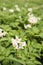 Detail of flowers of potato plant