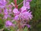 Detail of flowers of the rosebay willow herb