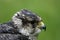Detail of flying peregrine falcon