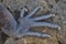 Detail of the foot of a marine iguana