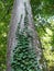 Detail from the forest - very high green tree with crawling leaves of ivy