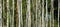 Detail of a forest with young birches with thin trunks, as pattern, texture, background, abstract