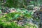 Detail of the forrestground in the natural Reserve SchÃ¶nbuch forrest in germany