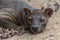 The detail of fossa Cryptoprocta ferox. Unique endemic species