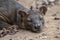 The detail of fossa Cryptoprocta ferox. Unique endemic species