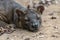 The detail of fossa Cryptoprocta ferox. Unique endemic species