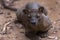 The detail of fossa Cryptoprocta ferox. Unique endemic species