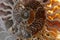 Detail of a fossilized ammonite from the Sahara desert in Morocco.Detail of a fossilized ammonite.