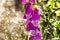 Detail of Foxglove or Digitalis Purpurea