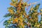 Detail of frankincense tree (Boswellia sacra) near Salalah, Om