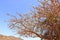 Detail of frankincense tree Boswellia sacra near Salalah, Oman