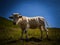 Detail of friendly cow chilling somewhere in meadows in Hohe Tauern.