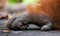 Detail of the front hand orangutan. Close-up. Indonesia. The island of Kalimantan (Borneo).