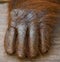 Detail of the front hand orangutan. Close-up. Indonesia. The island of Kalimantan (Borneo).