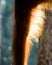 Detail of the front hand orangutan. Close-up. Indonesia. The island of Kalimantan (Borneo).