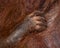 Detail of the front hand orangutan. Close-up. Indonesia. The island of Kalimantan (Borneo).