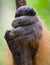 Detail of the front hand orangutan. Close-up. Indonesia. The island of Kalimantan Borneo.