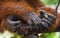 Detail of the front hand orangutan. Close-up. Indonesia. The island of Kalimantan Borneo.