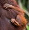 Detail of the front hand orangutan. Close-up. Indonesia. The island of Kalimantan Borneo.