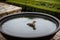 Detail of a frozen bird bath in a garden