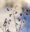 Detail of frozen blue berry