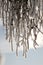 Detail of frozen branches with cones on them.