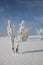 Detail of frozen grass.