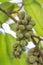 Detail of fruit cluster Champaca fruits on tree.Champak or Michelia champaca tree in a garden.