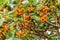 Detail of the fruits of the Madrone tree fruits, California