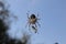 Detail of a garden cross spider lurking on a cobweb. Araneus diadematus. Macro.