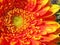 A detail of a gerbera flower