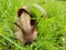 Detail of Giant African Land Snail on Grass 2